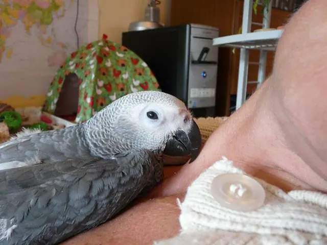 Amie, a hand-fed female Congo African Grey with full captive-bred paperwork