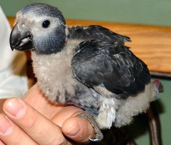 Evie, a baby Timneh African Grey hand-raised at C.A.Gs, the kind of early-socialised bird that makes a training plan easy to start