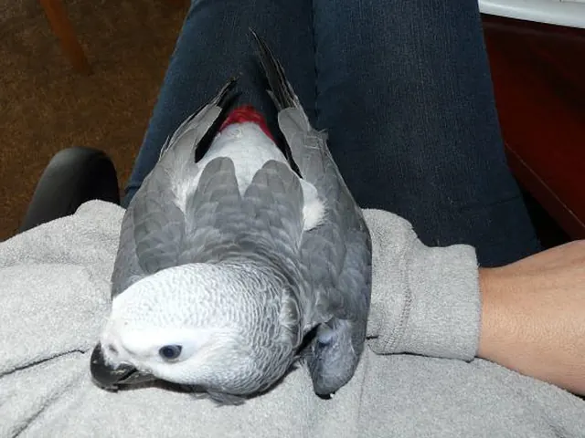A documented hand-raised African Grey resting with its keeper at C.A.Gs in Midland, TX