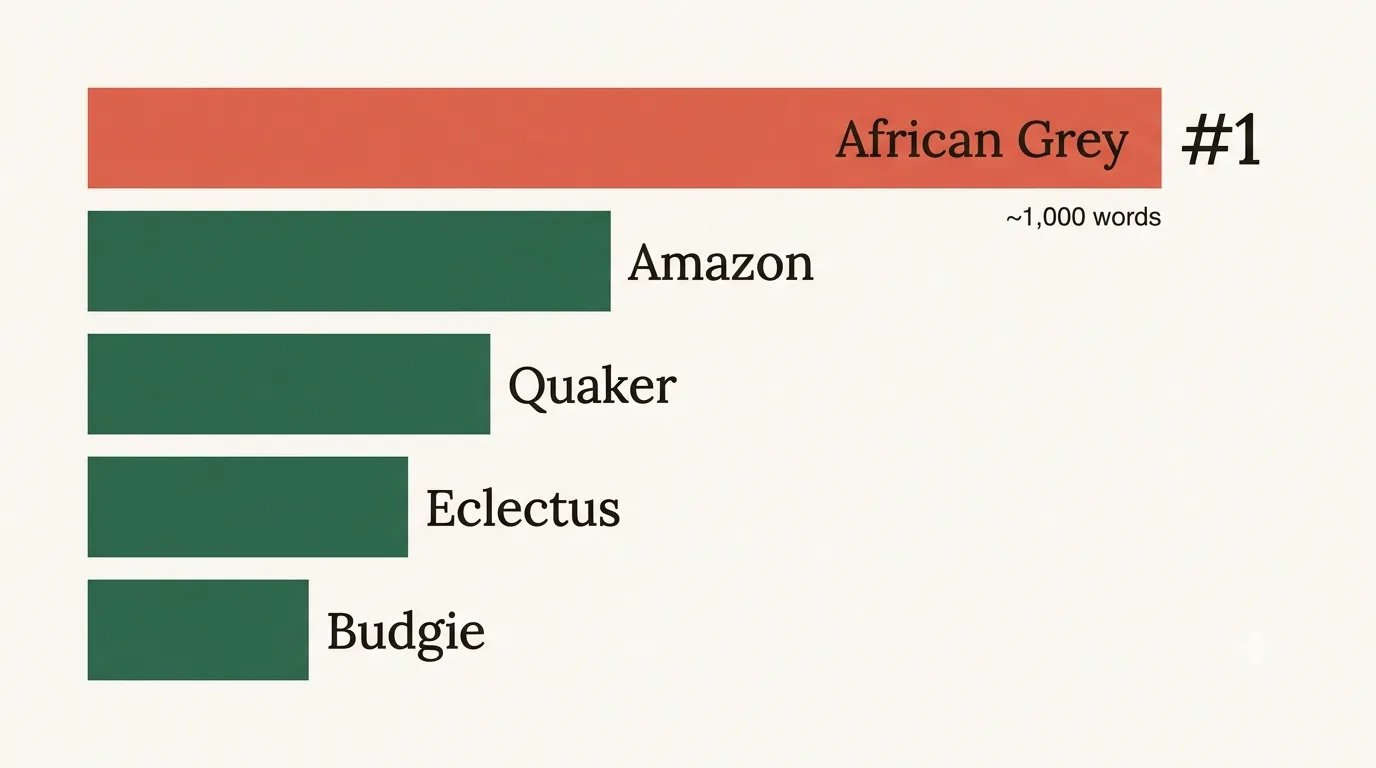 Best talking parrot ranking with the African Grey at number one ahead of Amazon and Eclectus