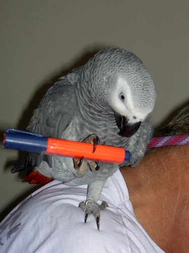 Amie exploring and foraging — a Congo African Grey needs daily enrichment and interaction