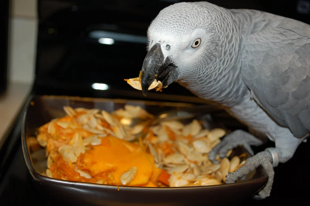 Seeds and nuts for an African Grey — the limited treat foods that complement Amie's formulated pellet base and fresh vegetables