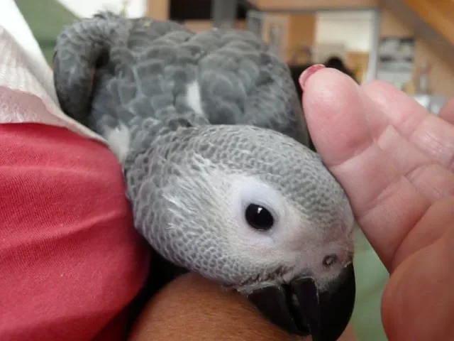 Hand-fed baby female Congo African Grey for sale — Amie at 3 months, showing the silver plumage and developing red tail of a young Congo parrot