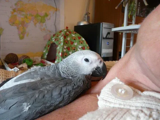 Amie — hand-raised female Congo African Grey for sale, captive-bred in Midland TX
