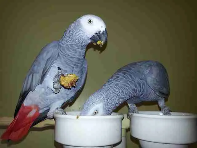 James and Lois — Amie's Congo African Grey parents, a bonded pair at the C.A.Gs aviary in Midland, Texas