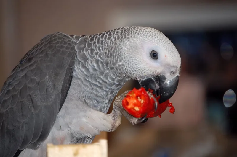 Amie, a cuddly hand-fed baby female Congo African Grey for sale at 3 months — DNA-sexed, CITES-documented Congo parrot at C.A.Gs Midland, TX