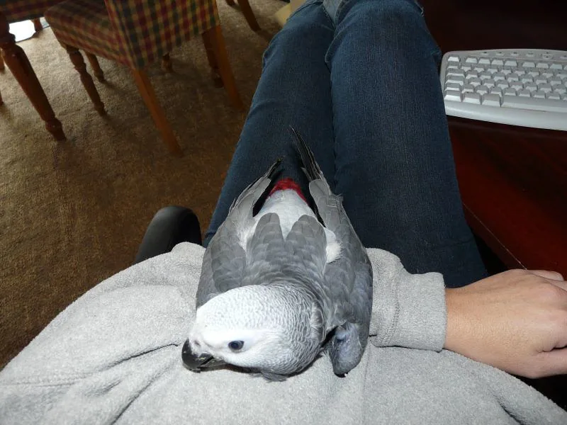 Bery the cuddly tame female Congo African Grey — showing the gentle, hand-raised temperament that comes from years of daily handling at C.A.Gs Midland, TX