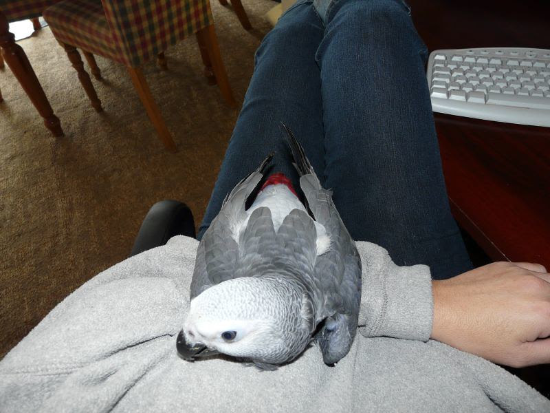 Bery's personality profile — a tame, hand-reared 1-year-old female Congo African Grey hen rated for mimicry, intelligence, bonding, awareness, and trainability
