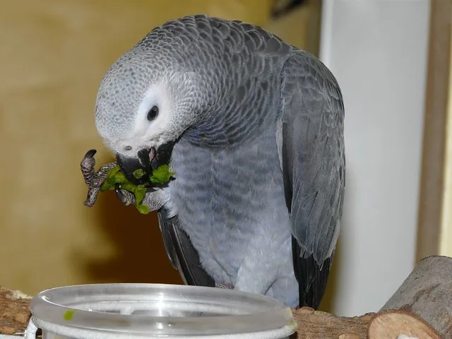 Bery, a hand-raised female Congo African Grey for sale, eating fresh greens on her perch — the varied fresh-food diet every C.A.Gs grey is raised on in Midland, TX
