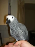 Bery, a hand-raised Congo African Grey at the C.A.Gs aviary in Midland, TX