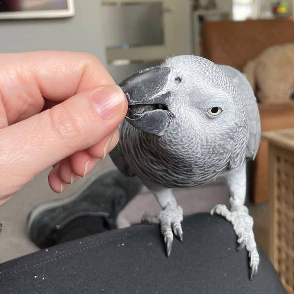 Buy Bery — a tame, hand-reared 1-year-old female Congo African Grey hen taking food from an open hand, DNA-tested and CITES-documented at C.A.Gs Midland, TX
