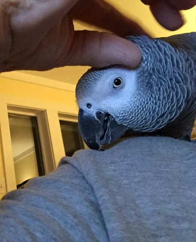 Expressive Congo African Grey — how African Greys learn to talk