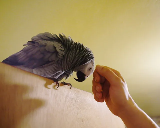 Bery, hand-raised female Congo African Grey for sale, perched and reaching out to step up onto a trusted hand — the calm, people-confident temperament we raise at C.A.Gs Midland, TX