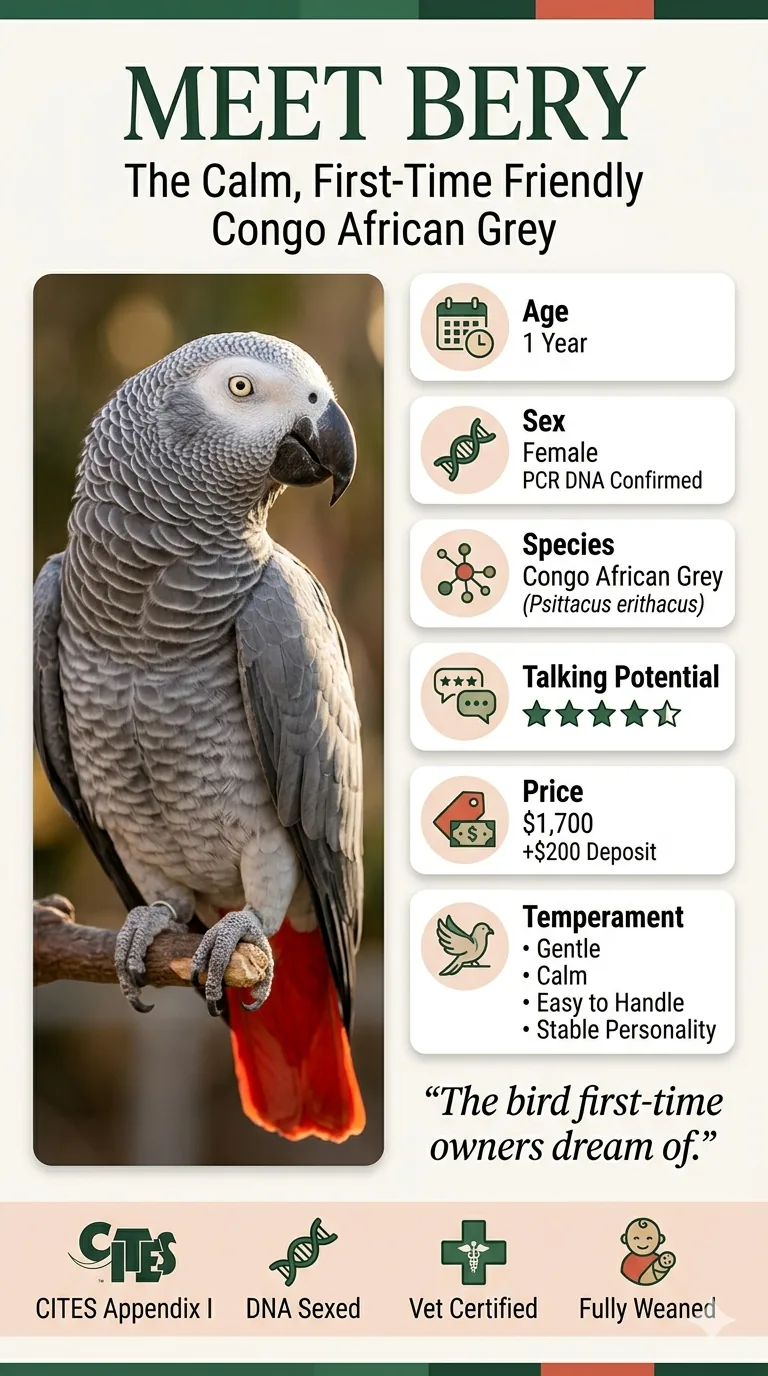Calm African Grey parrot — companion to the complete African Grey care guide