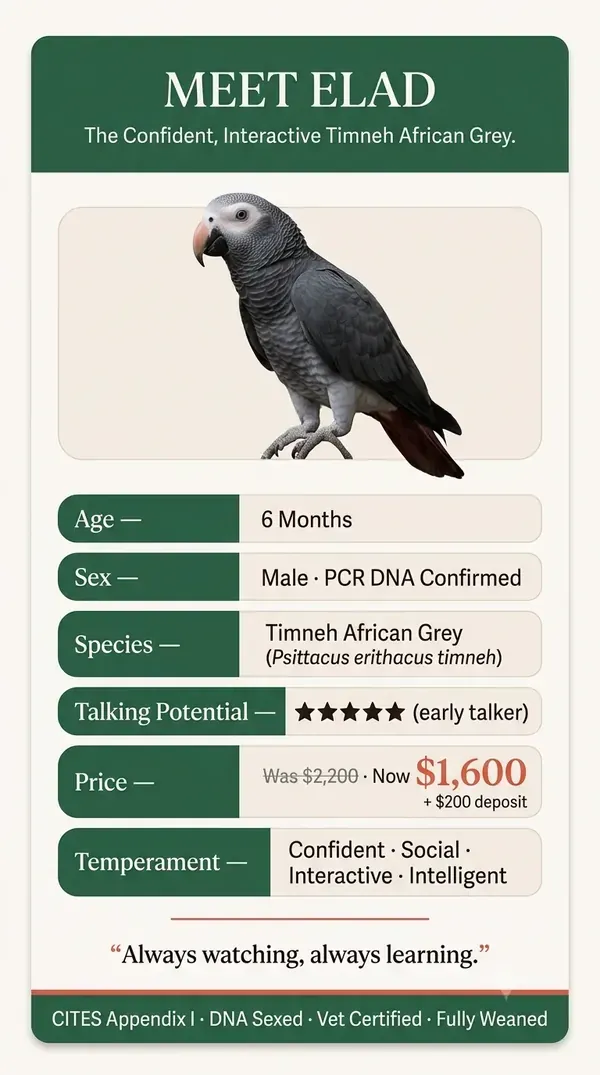 Elad at a glance — male Timneh African Grey for sale, DNA-sexed, hand-raised and documented at C.A.Gs Midland, TX