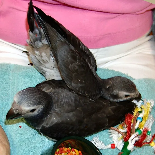 Elad and his sister Evie together — two hand-raised Timneh African Grey siblings from our Levi and Rily pairing at C.A.Gs Midland, TX