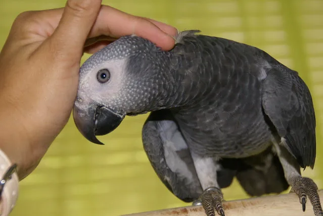 Elad, a hand-fed 6-month male Timneh African Grey for sale, gently taking attention from a hand — proof of the tame, hand-raised bird the $1,600 price pays for