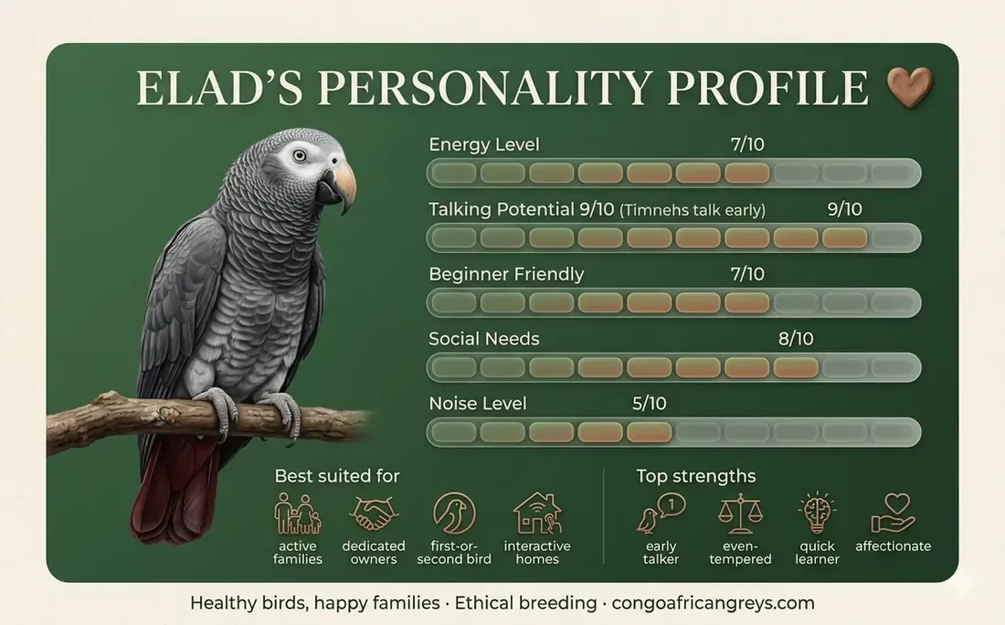 Elad' personality profile — a hand-raised male Timneh African Grey rated for energy, talking potential, beginner-friendliness, social needs, and noise
