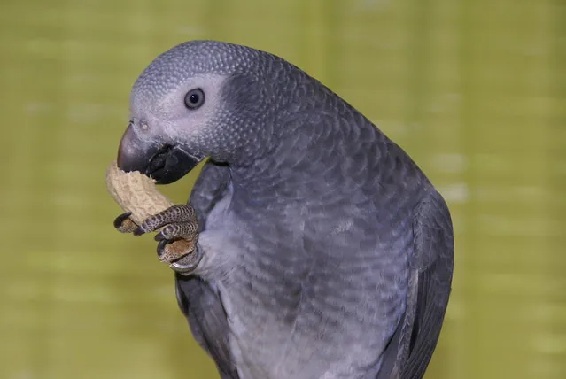 Elad, a male Timneh African Grey, eating — he goes home on the exact diet he is on now to avoid digestive stress