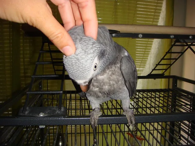 Elad, a tame male Timneh African Grey, enjoying a head scratch — the hand-raised temperament that 6 months of daily handling builds