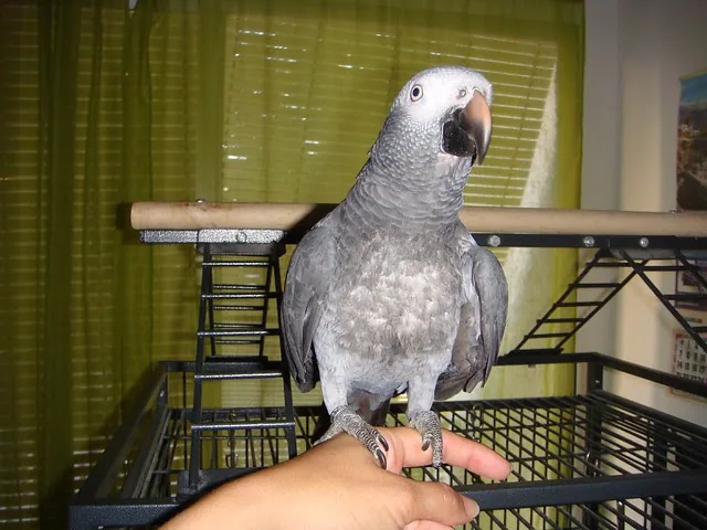 Elad — hand-raised male Timneh African Grey for sale, captive-bred in Midland TX