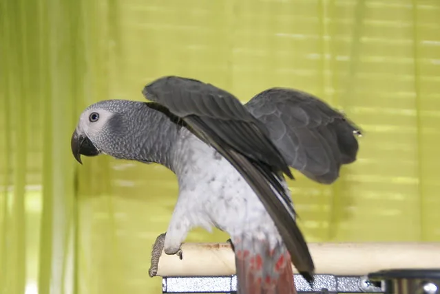 Elad, a hand-raised male Timneh African Grey for sale, stretching his wings on a perch — DNA-sexed and CITES-documented at C.A.Gs Midland, TX