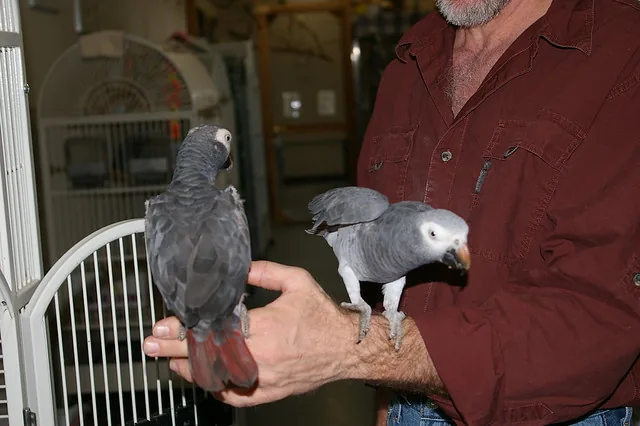 Levi and Rily — Elad and Evie's Timneh African Grey parents, our bonded breeding pair at the C.A.Gs aviary in Midland, Texas