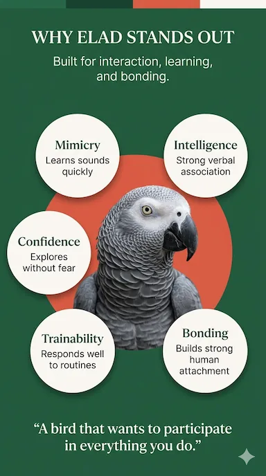 Why Elad stands out — a male Timneh African Grey built for mimicry, intelligence, confidence, trainability and bonding