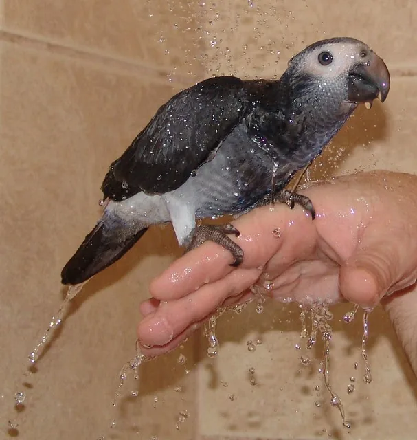 Evie, a female Timneh African Grey, enjoying a bath on a hand — the relaxed trust that years of daily companionship build