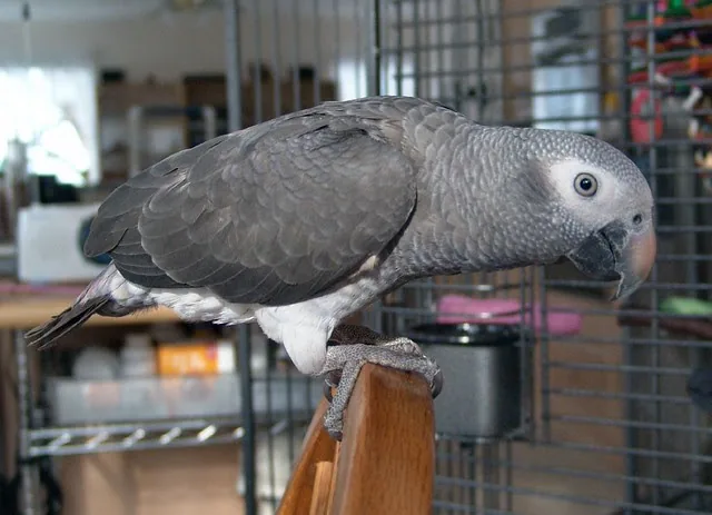Evie — hand-raised female Timneh African Grey for sale, captive-bred in Midland TX