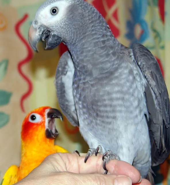 Evie and her brother Elad together — two hand-raised Timneh African Grey siblings from our Levi and Rily pairing at C.A.Gs Midland, TX