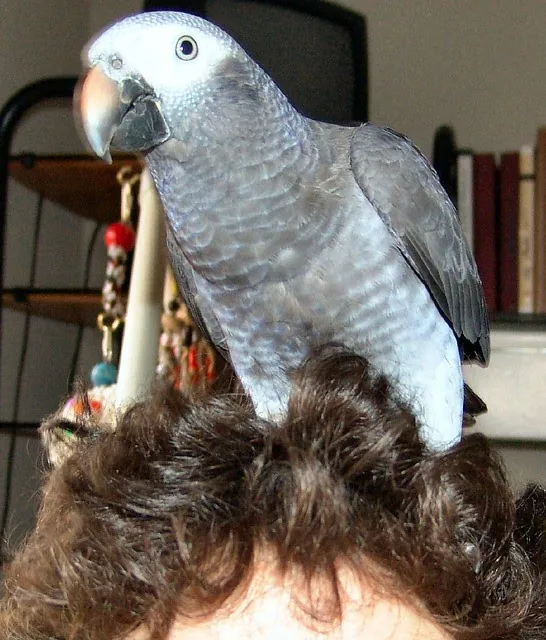 Evie, a hand-raised female Timneh African Grey for sale, perched calmly — DNA-sexed and CITES-documented at C.A.Gs Midland, TX