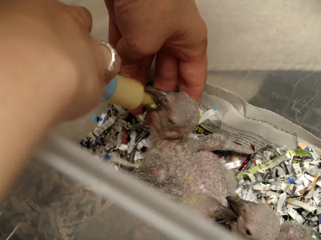 A C.A.Gs Timneh chick being hand-fed — the daily hand-rearing that makes Evie the tame, people-bonded hen the $1,500 price pays for