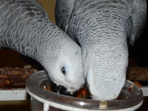 Diet maintenance setup for Jins & Jeni — two feeding stations, balanced pellets and fresh vegetables for a pair of Congo African Greys at C.A.Gs Midland TX