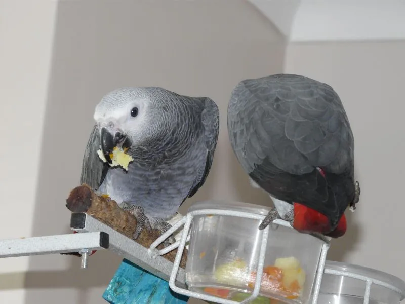 Jins and Jeni, a hand-raised companion pair of Congo African Greys for sale, gentle and tame from being spoon-fed by hand — the temperament the $3,500 pair price pays for