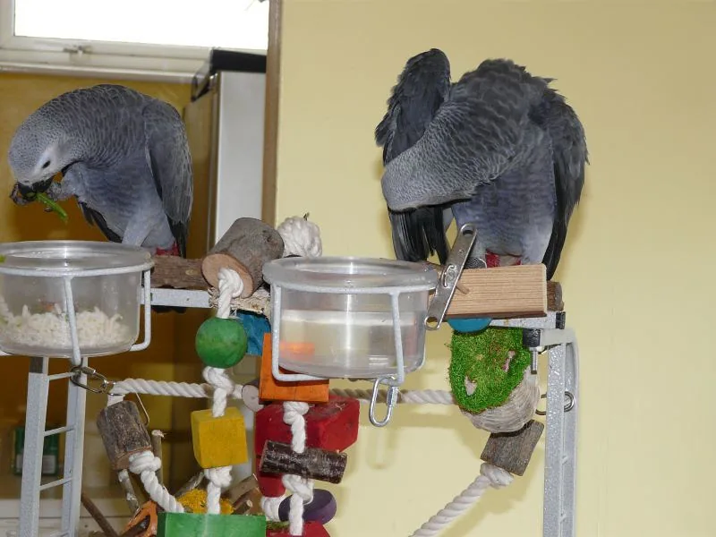 Gallery photo of the Jins and Jeni Congo African Grey companion pair in the C.A.Gs aviary, Midland TX — captive-bred with full CITES Appendix I documentation