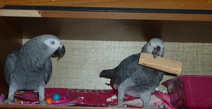 Macy and Letis — Jins and Jeni's Congo African Grey parents, a bonded pair at the C.A.Gs aviary in Midland, Texas