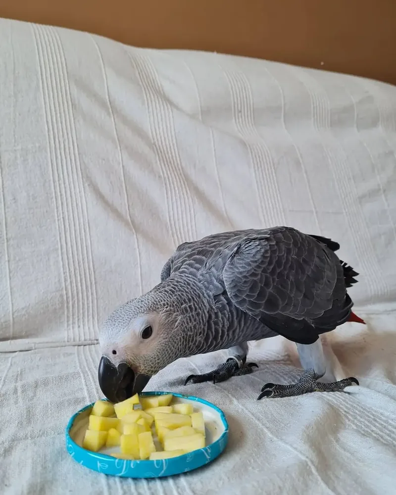 Hand-raised baby Congo African Grey for sale — Roys eating fresh fruit, showing the red tail and silver feathers of a young Congo parrot