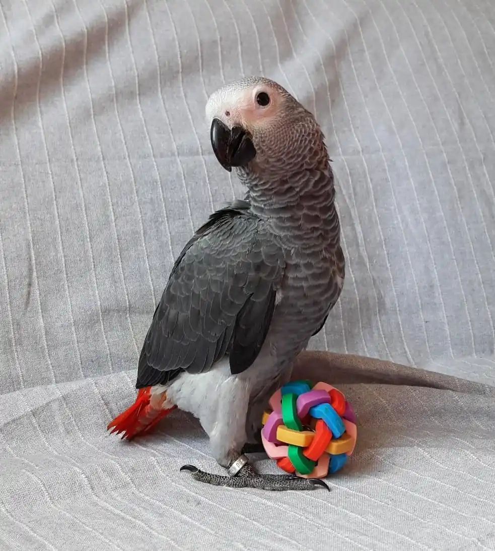Roys exploring and foraging — a Congo African Grey needs daily enrichment and interaction