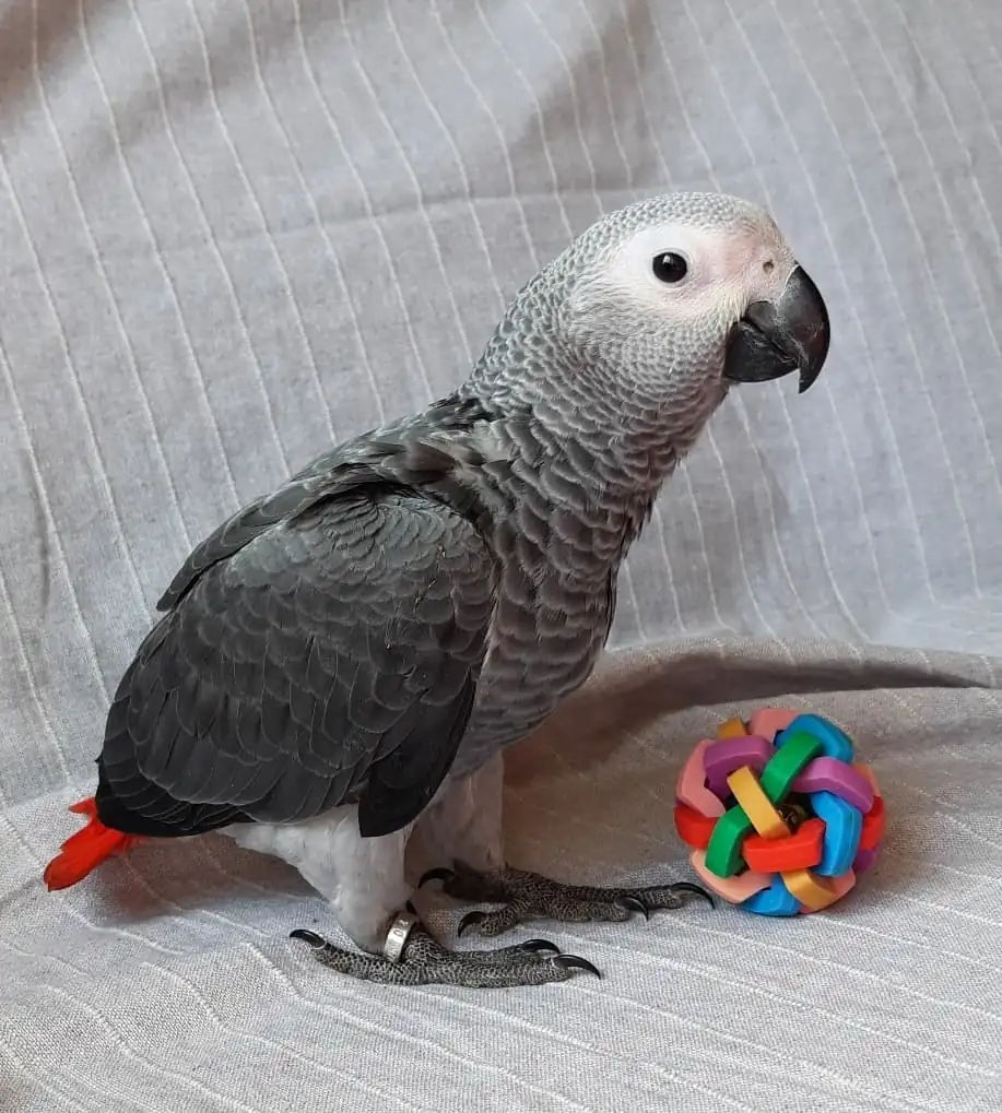 Captive-bred male Congo African Grey for sale — Roys at 4 months, side profile with foraging toy and visible closed leg band