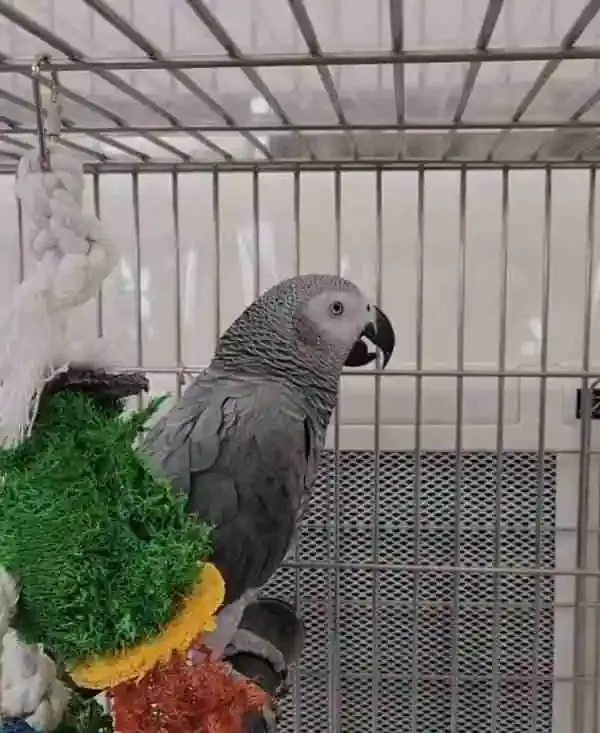 A young Congo African Grey working a colourful foraging toy in our Midland, TX nursery — the daily enrichment every hand-raised African Grey parrot for sale needs