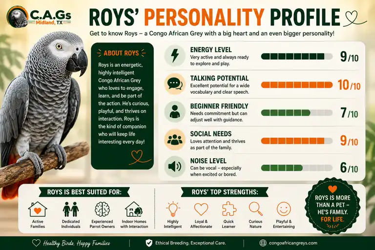 Roys' personality profile — a hand-raised male Congo African Grey rated for energy, talking potential, beginner-friendliness, social needs, and noise
