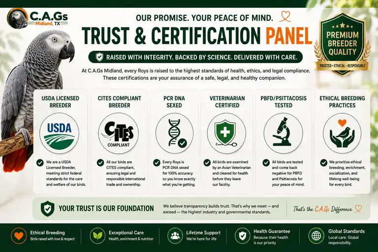 Trust and certification panel for Roys, a DNA-tested male Congo African Grey for sale — USDA AWA license, CITES Appendix I papers, DNA sex certificate, and avian-vet health certificate