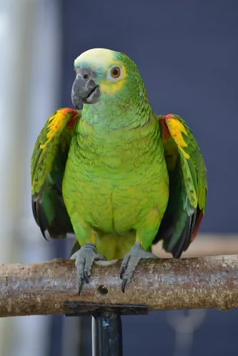 Blue-Fronted Amazon with its blue forehead and yellow face, a classic pet Amazon and strong talker compared to an African Grey