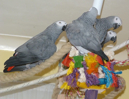 A documented captive-bred Congo African Grey from C.A.Gs, the trusted Midland, Texas breeders behind these honest prices