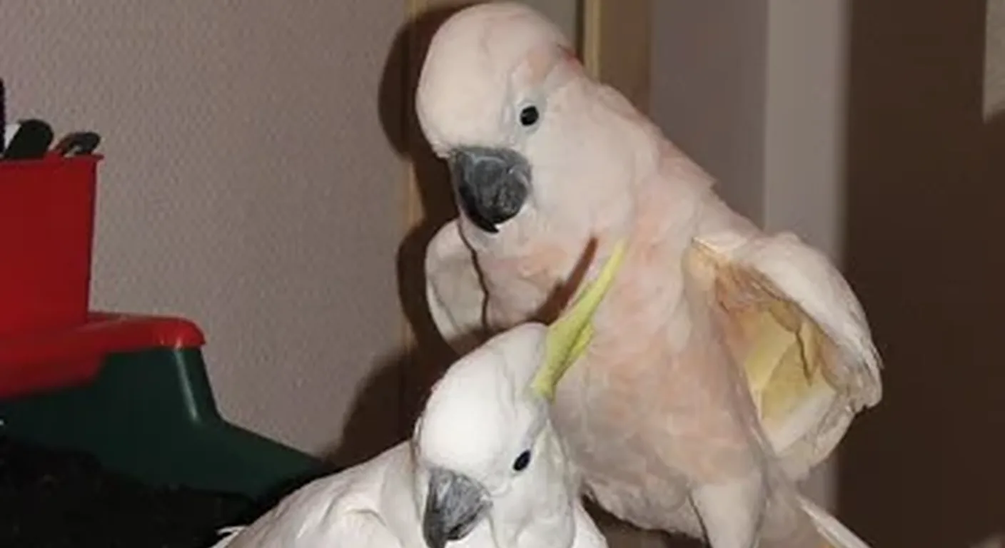 Cockatoos beside the African Grey comparison, showing the white crested cockatoos against the grey parrot's silver plumage