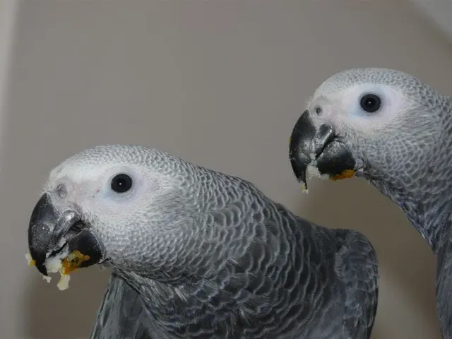 Jins and Jeni, Congo African Grey companion pair raised together