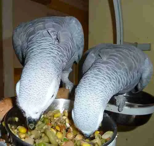 Two aviary-bred Congo African Grey parrots at feeding time at C.A.Gs in Midland, Texas — raised on the foraging, schedule, and portion routine this section explains.