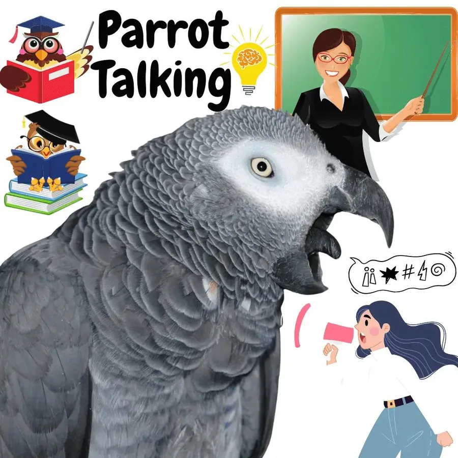 A Congo African Grey parrot mid-word, showing the clearer, more human-sounding delivery Congos are known for versus Timnehs