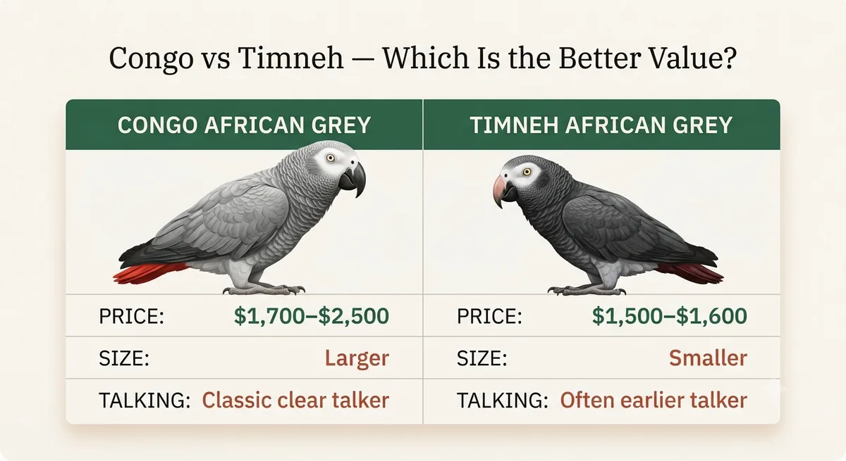 Congo versus Timneh African Grey value: the Congo at $1,700–$2,500 is larger and a classic clear talker; the Timneh at $1,500–$1,600 is smaller and often an earlier talker